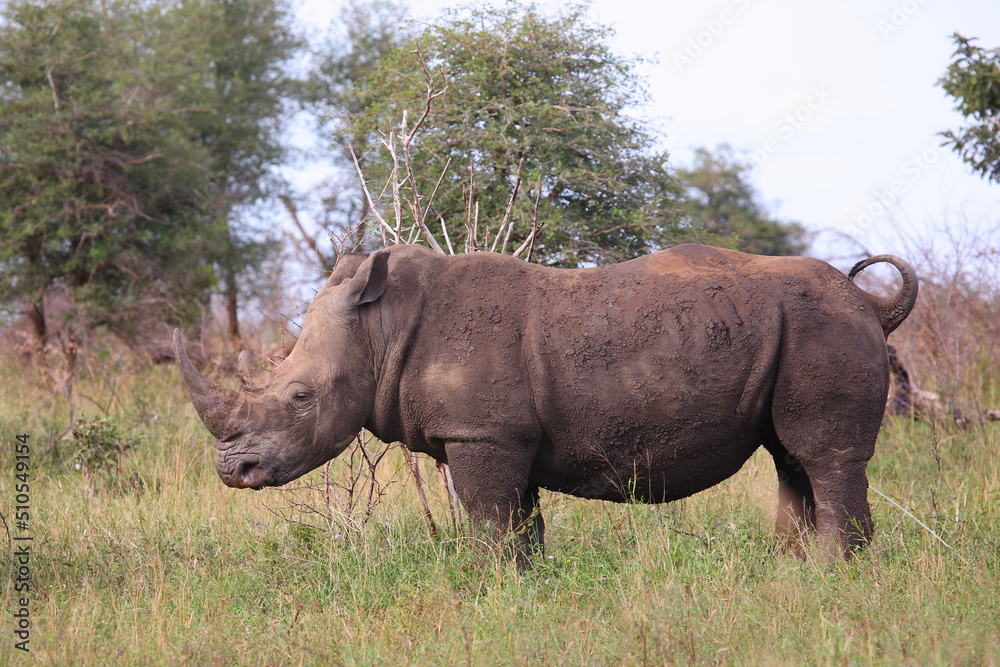 Breitmaulnashorn / Square-lipped rhinoceros / Ceratotherium simum Breitmaulnashorn / Square-lipped rhinoceros / Ceratotherium simum