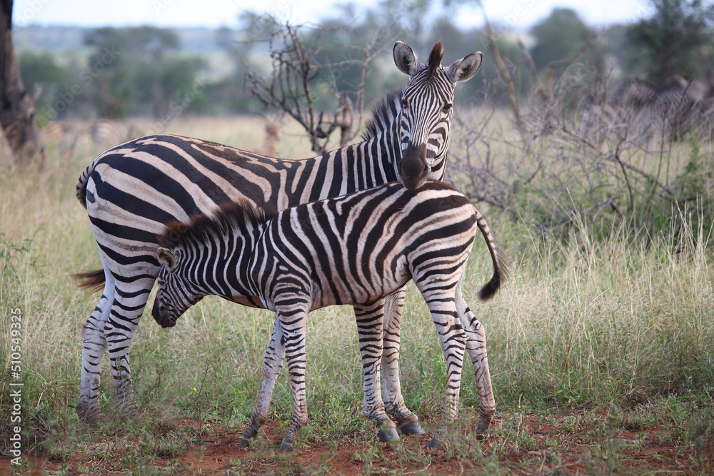 Obraz premium Steppenzebra / Burchell's zebra / Equus burchellii.