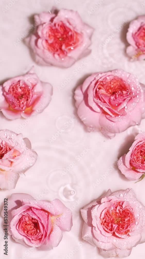 Rain drops on water surface with pink rose flowers, splashes, ripples, top view. Rain drops on water surface with pink rose flowers, splashes, ripples, top view.