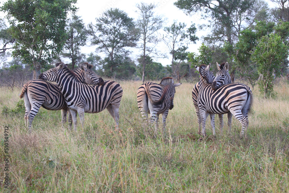Obraz premium Steppenzebra / Burchell's zebra / Equus burchellii