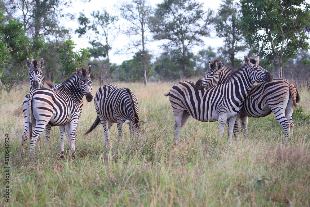 Obraz premium Steppenzebra / Burchell's zebra / Equus burchellii
