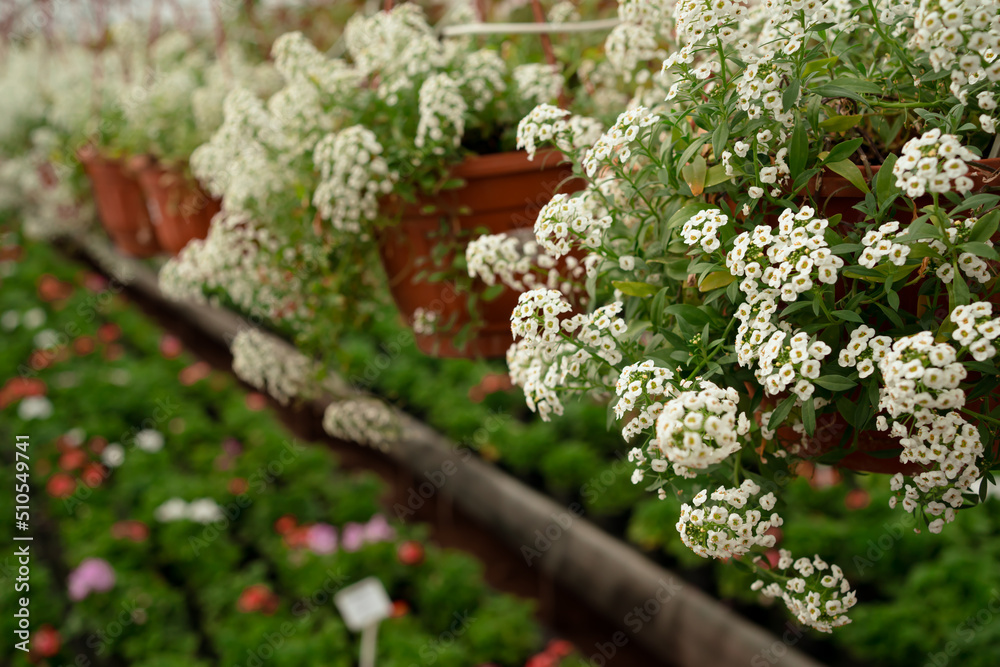 Fototapeta premium White flowers in cashpo in indoor garden of flower nursery and store