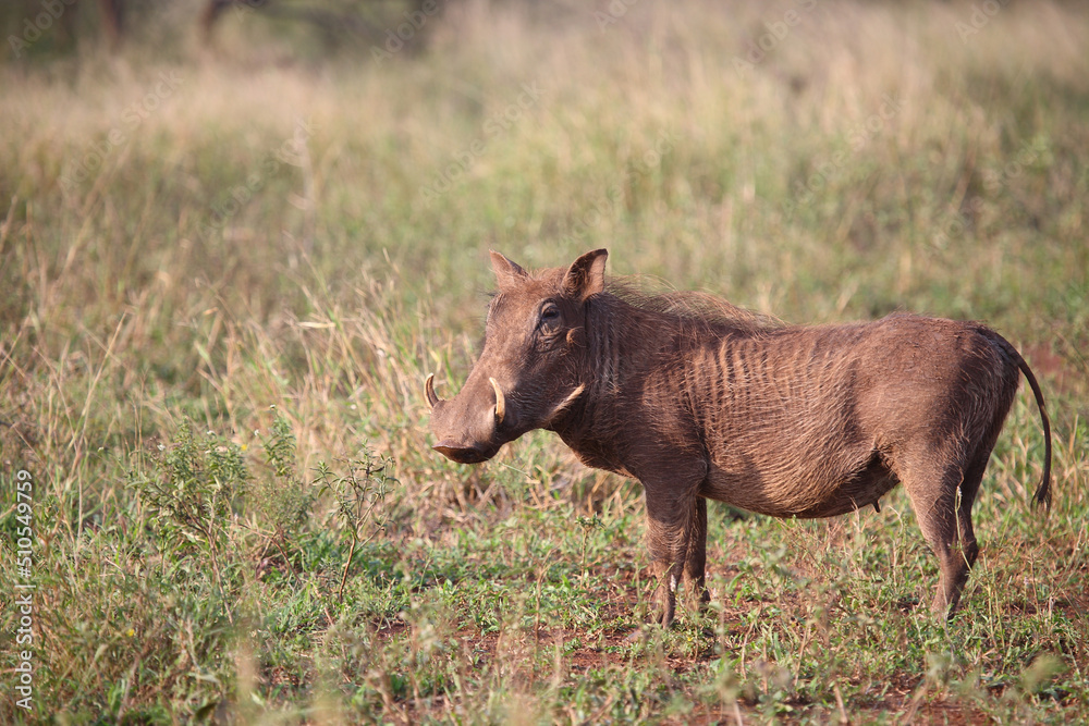 Warzenschwein / Warthog / Phacochoerus africanus Warzenschwein / Warthog / Phacochoerus africanus
