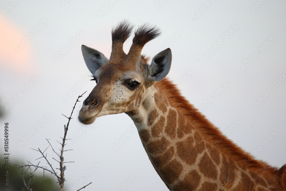 Fototapeta premium Giraffe / Giraffe / Giraffa camelopardalis.