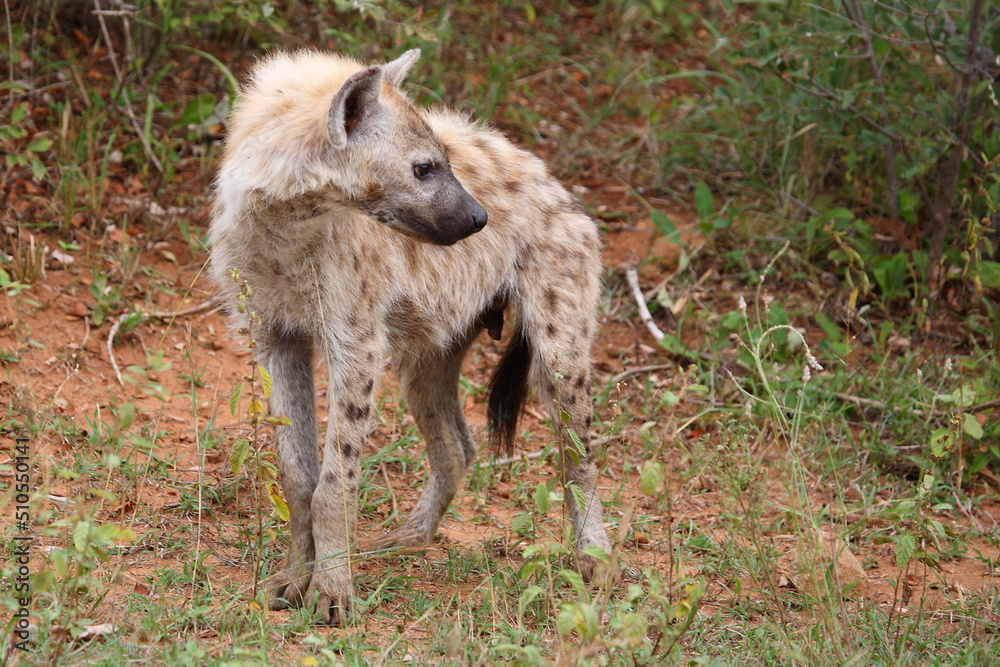 Fototapeta premium Tüpfelhyäne / Spotted hyaena / Crocuta crocuta...