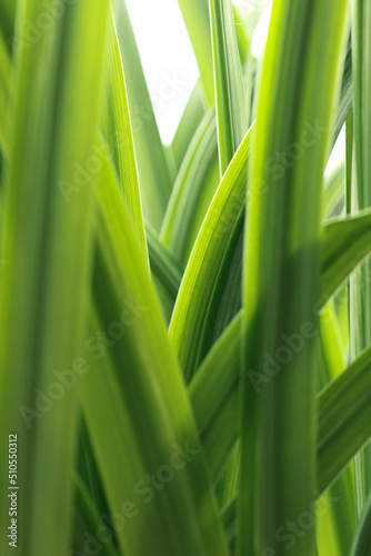 nature of green background