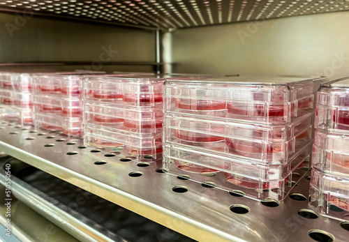Canvastavla A set of cell culture plates with cancer cell seeded out for in vitro drug discovery experiments involving cytotoxicity assay, metabolism assessment, and cellular motility test (wound healing assay)