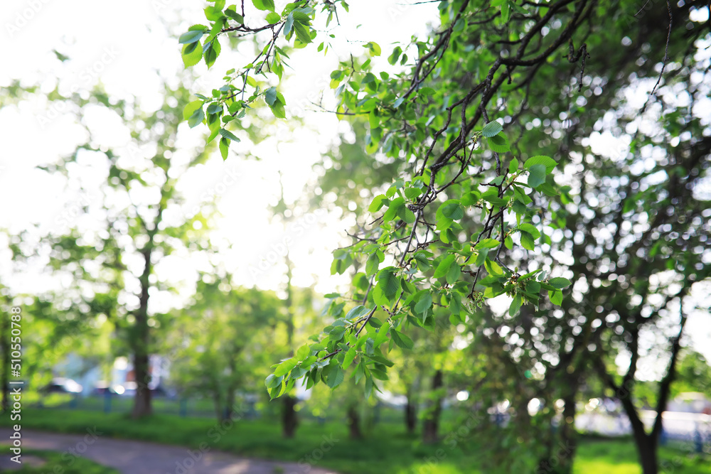 Spring nature background. Greenery of trees and grasses on a sunny spring morning. Forest landscape. Spring nature background. Greenery of trees and grasses on a sunny spring morning. Forest landscape.