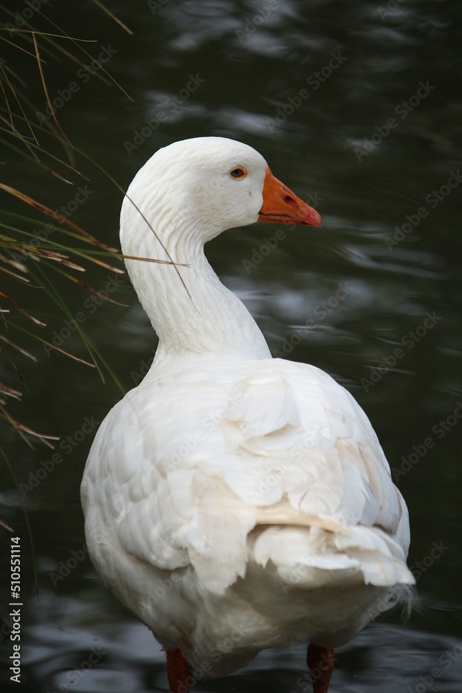 The Pekin or White Pekin
is an American breed of domestic duck, raised primarily for meat. It derives from birds brought to the United States from China in the nineteenth century The Pekin or White Pekin
is an American breed of domestic duck, raised primarily for meat. It derives from birds brought to the United States from China in the nineteenth century