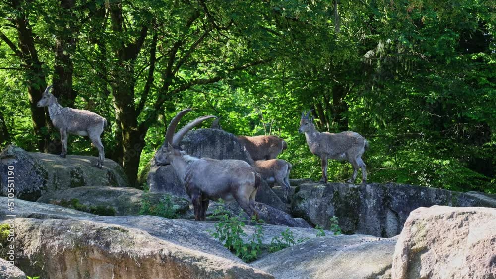 Male mountain ibex or capra ibex sitting on a rock in a german park Male mountain ibex or capra ibex sitting on a rock in a german park