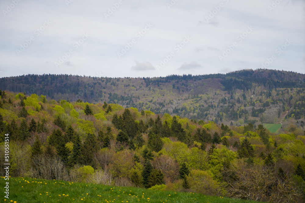 Fototapeta premium Forest areas in Germany photographed in the spring month of May