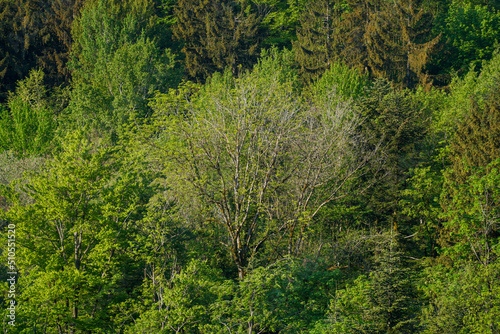 Forest areas in Germany photographed in the spring month of May