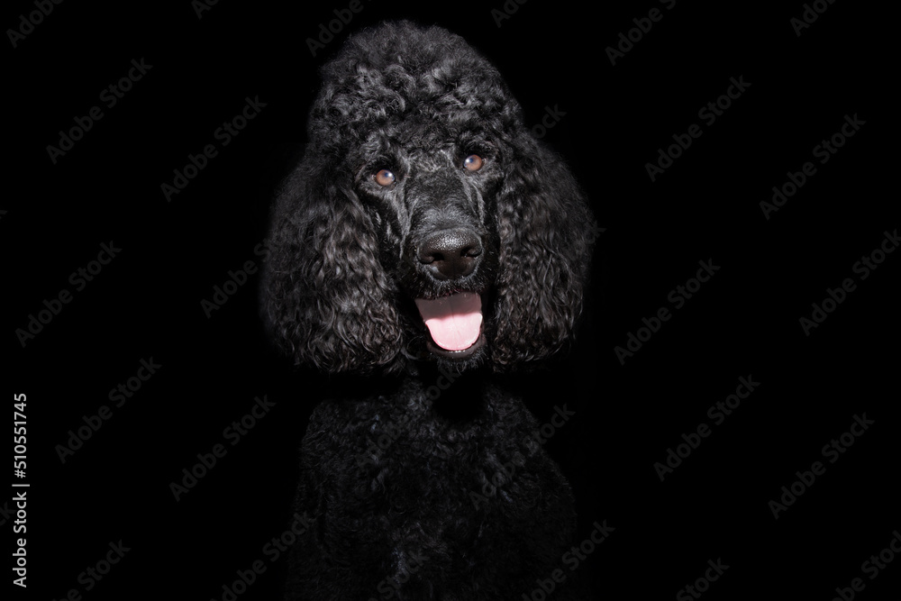 Portrait giant black poodle with happy expression face. Isolated on dark background Portrait giant black poodle with happy expression face. Isolated on dark background