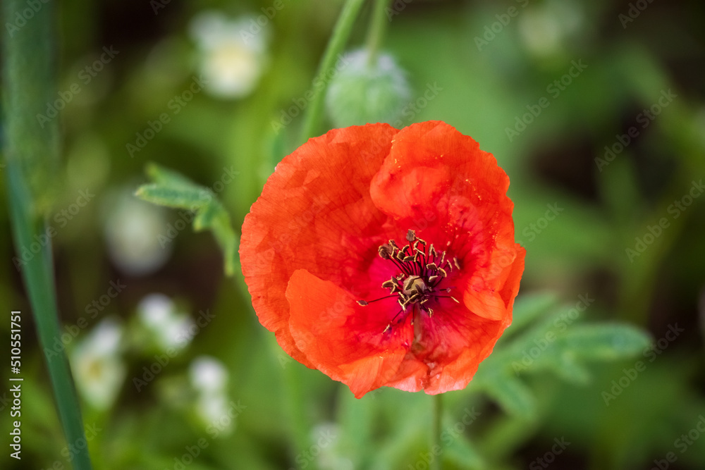 red poppy in a field