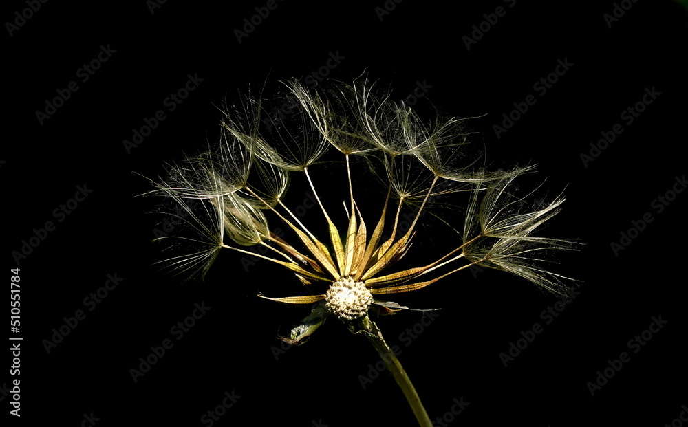 Fototapeta premium dandelion seeds on black,pusteblume