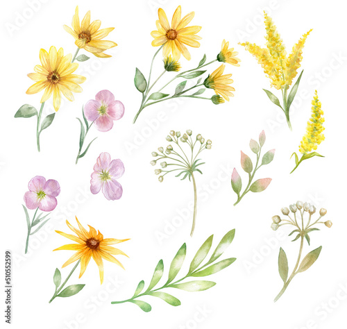 Wild flowers. Watercolor set of summer flowers isolated on white background © Yuliia