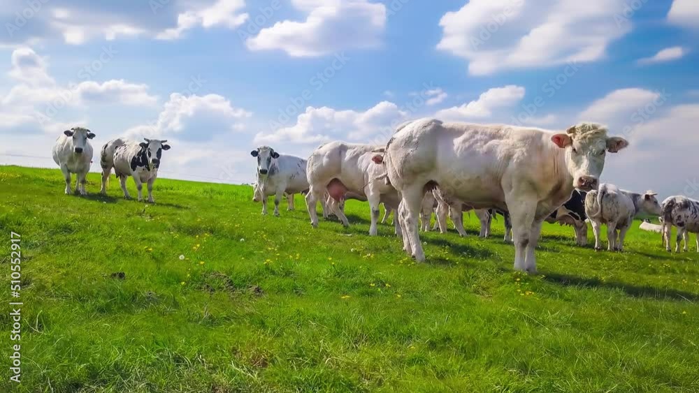Green field with grazing cows, 4k. Agricultural background Green field with grazing cows, 4k. Agricultural background