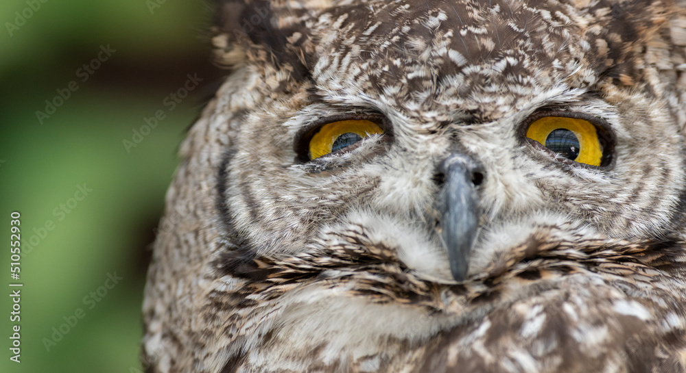 Obraz premium ミミズク