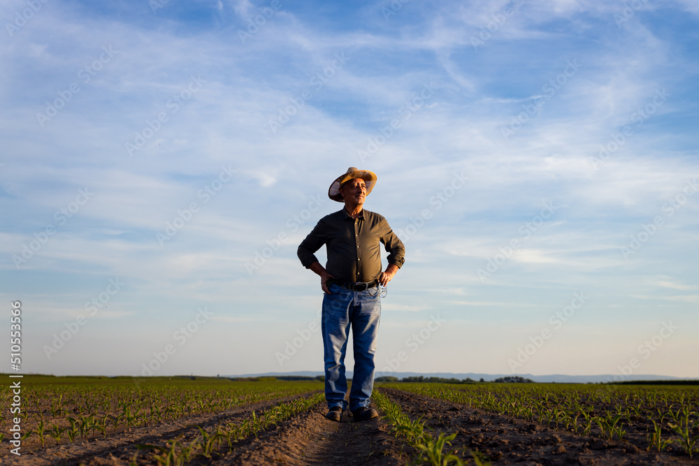 Senior farmer standing in corn field examining crop at sunset. Senior farmer standing in corn field examining crop at sunset.