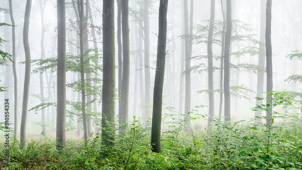Naklejka premium Beech Forest in Thick Fog