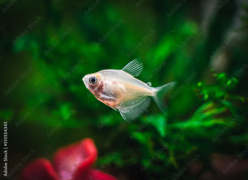 Gymnocorymbus ternetzi in a tropical aquarium Gymnocorymbus ternetzi in a tropical aquarium