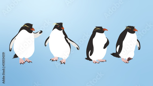 Penguins (Rockhopper Penguin)