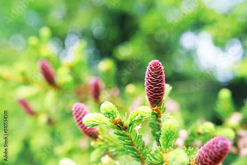 Fir branches with cones. Pinery. Trees in the forest. Glare of the sun.