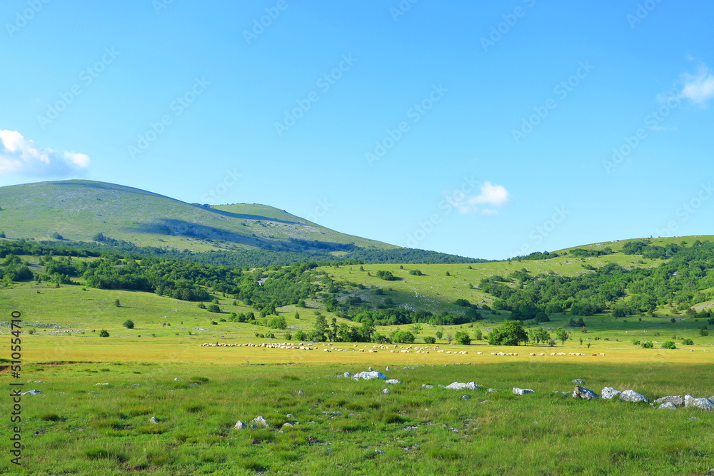 Naklejka premium Herd of sheep in pasture on mountain meadow