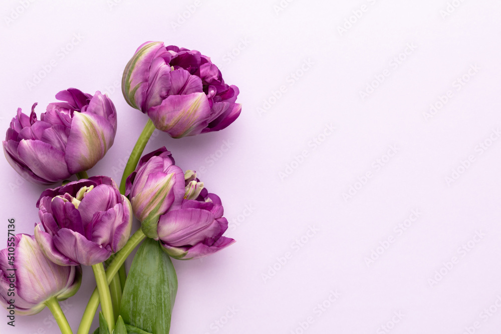 Obraz premium Lilac tulip flowers on pastel background.