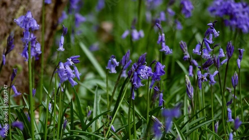 Bluebell wildflowers growing in woodland medium shot  photo