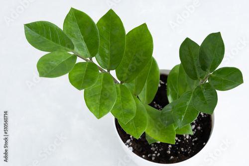 Beautiful leaves of the house plant Zamioculcas Zamiifolia on a white background. Modern houseplant Zamiokulkas, close-up. Selective focus