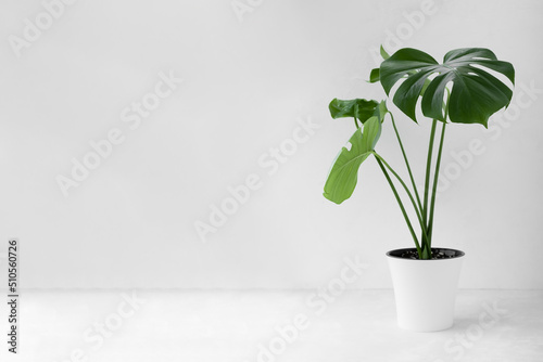 Beautiful monstera deliciosa or Swiss cheese plant in a modern white flower pot on a light background. Home gardening concept. Selective focus.