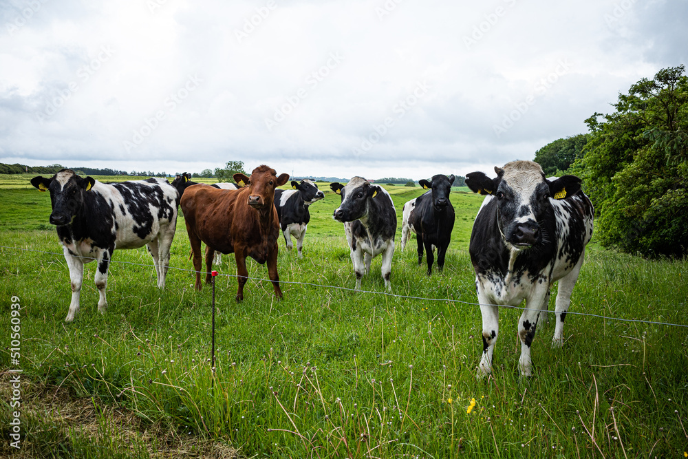 Hirtshals, Denmark Cows in a green pasture.