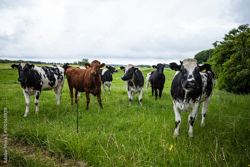 Hirtshals, Denmark Cows in a green pasture. Hirtshals, Denmark Cows in a green pasture.