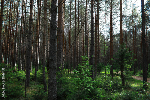 Fir branches with cones. Pinery. Trees in the forest. Glare of the sun.