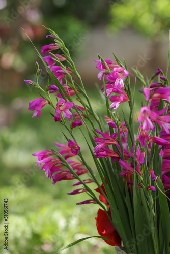 Mount nif watsonia in pink color in flower photo