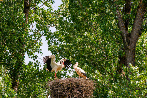 Störche in der Wildnis photo