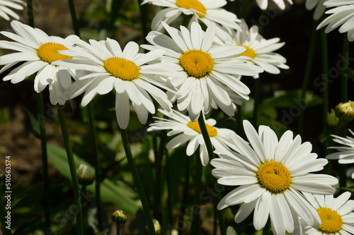 daisies in the field. white flowers in green grass.