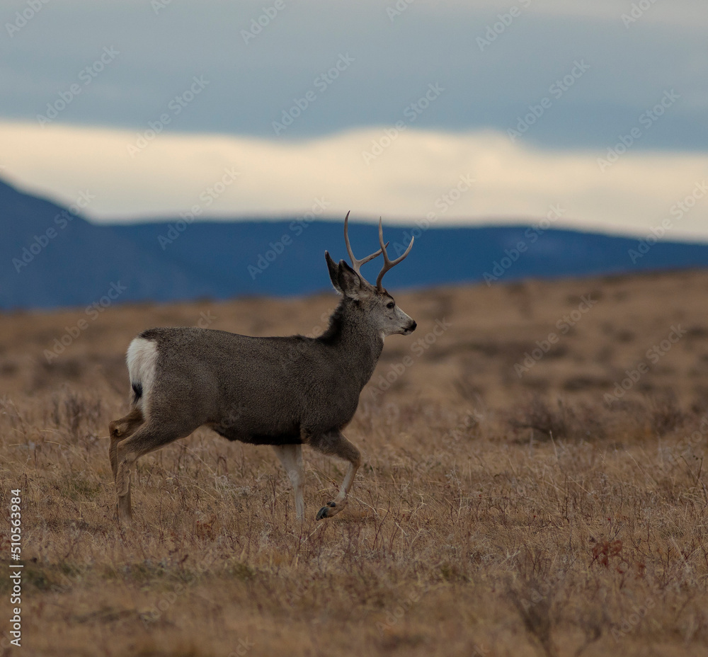 Fototapeta premium Young mule deer buck on a fall day