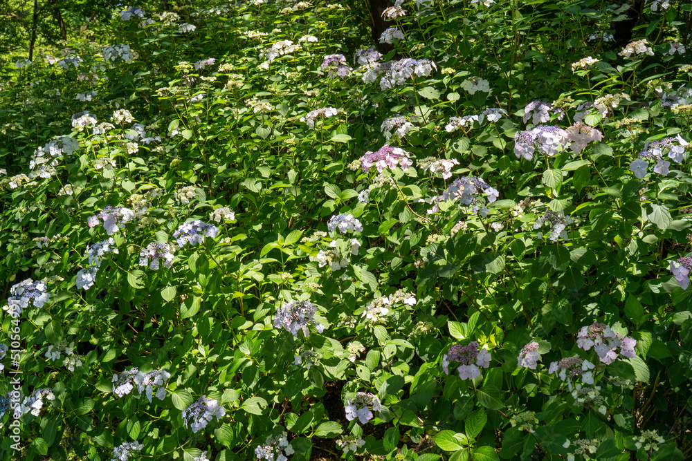 紫陽花が咲き並ぶ巾着田