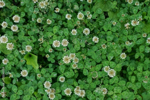 natural plant texture of white small  flowers on green small clover leaves in nature