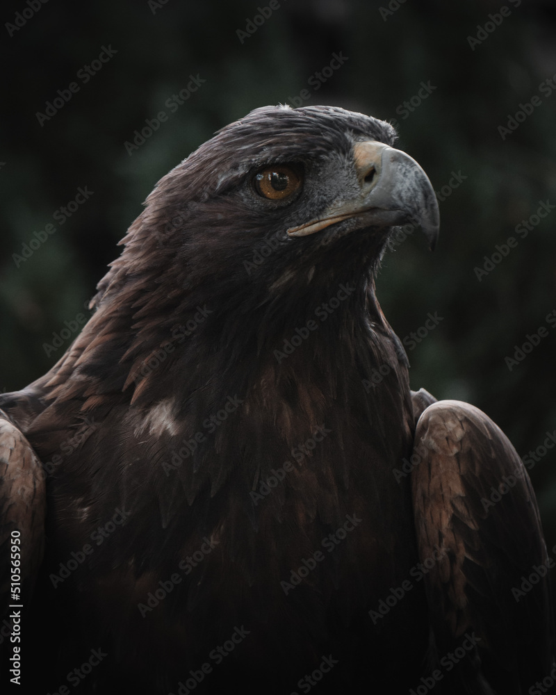 Obraz premium portrait of a eagle