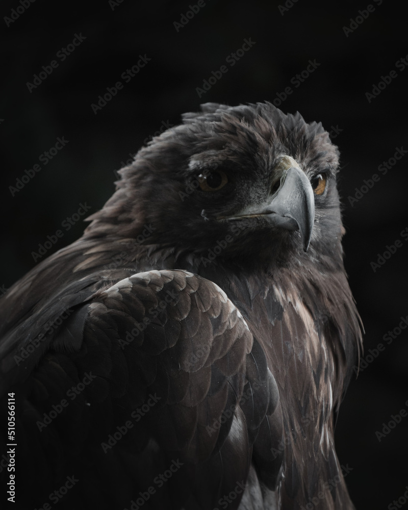 Portrait of an eagle