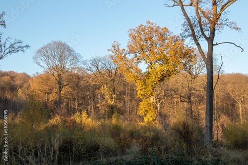 autumn forest in the morning