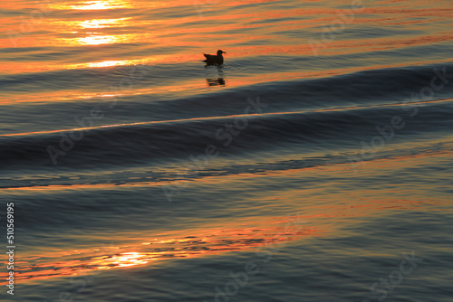 波と夕焼けとカモメ © Digi-lab