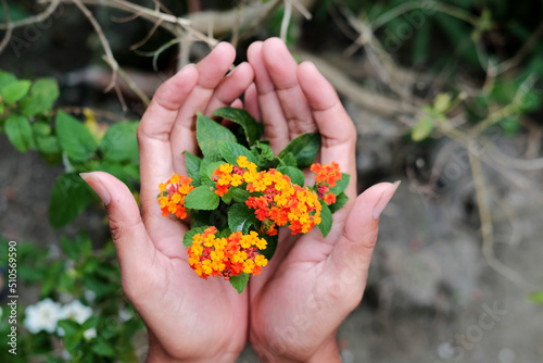 Heart-shaped male hand holding Lantana Urticoides flower with lush petals. Spring gardening plant care concept. © kanurism
