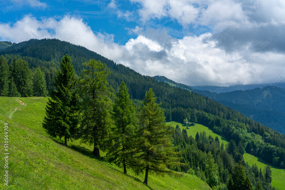 Weg im Rheintal über Wiesen, Hügel und durch den Wald. Wälder an steilem Abhang, einzeln stehende Bäume an einem sonnigen Sommertag.