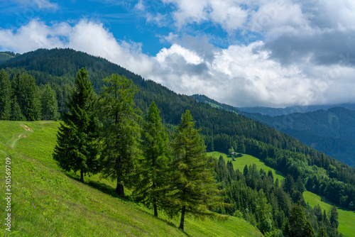 Weg im Rheintal über Wiesen, Hügel und durch den Wald. Wälder an steilem Abhang, einzeln stehende Bäume an einem sonnigen Sommertag.