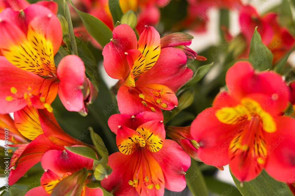 Beautiful floral background with alstroemeria. Beautiful floral background with alstroemeria.