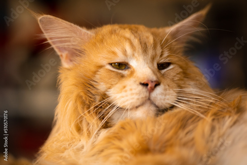 Beautiful golden red fluffy purebred Maine Coon cat lies with opened eyes, contented animal, close-up © SymbiosisArtmedia